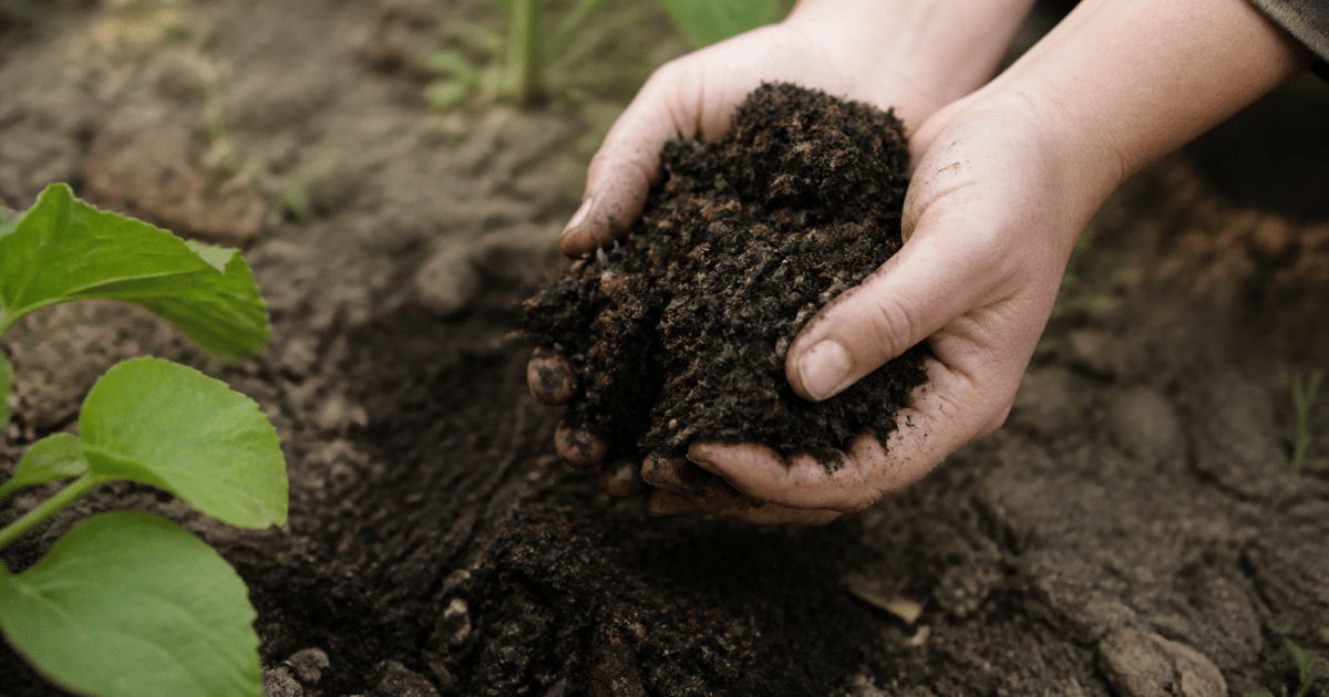 Mains versant compost noir dans terre brune de jardin