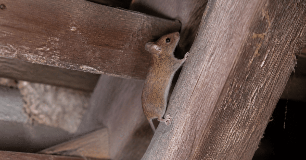 Animal rongeur brun grimpe entre poutres bois grenier sombre