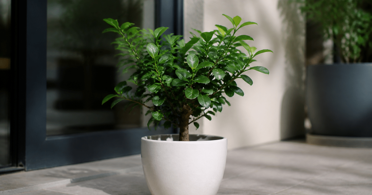 Petit arbuste vert feuille dans pot ceramique blanc terrasse