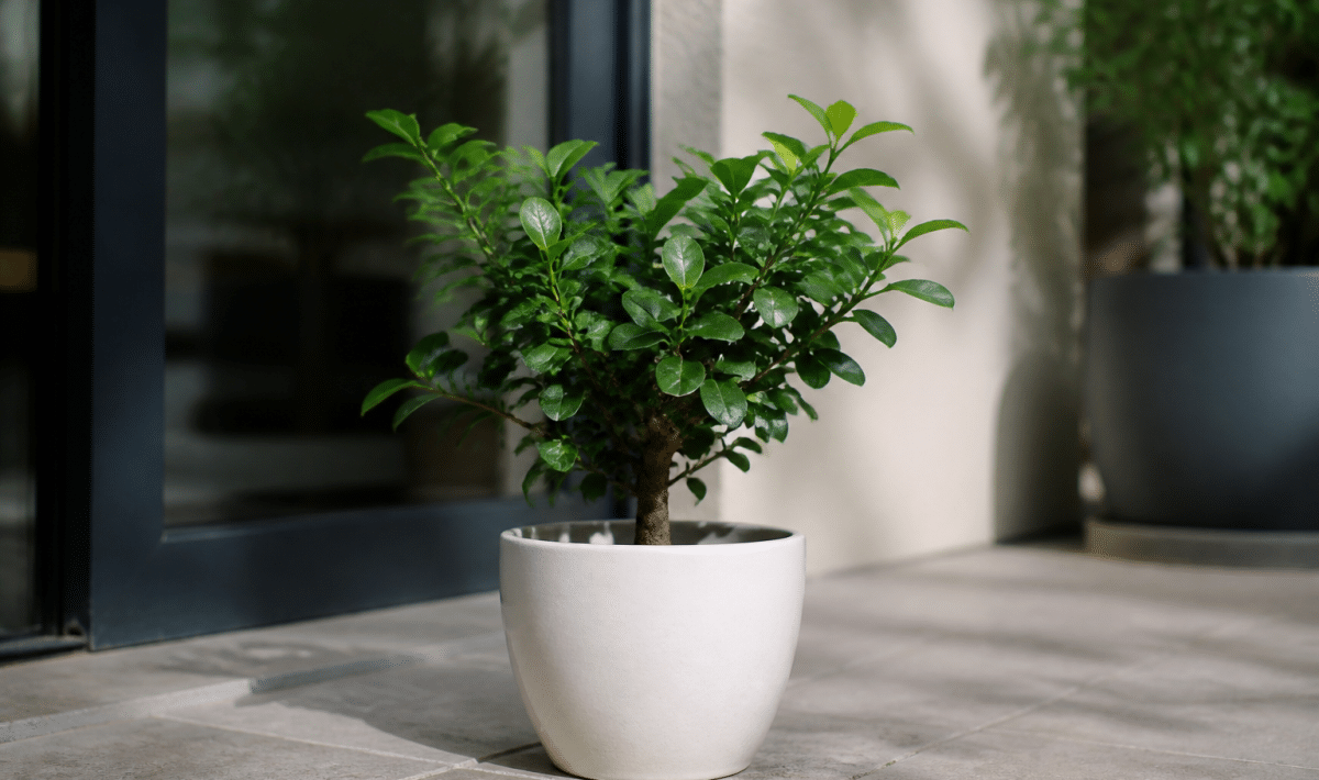 Petit arbuste vert feuille dans pot ceramique blanc terrasse