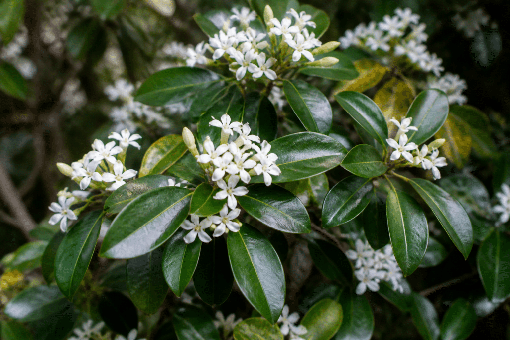Arbuste aux feuilles brillantes et fleurs blanches parfumees