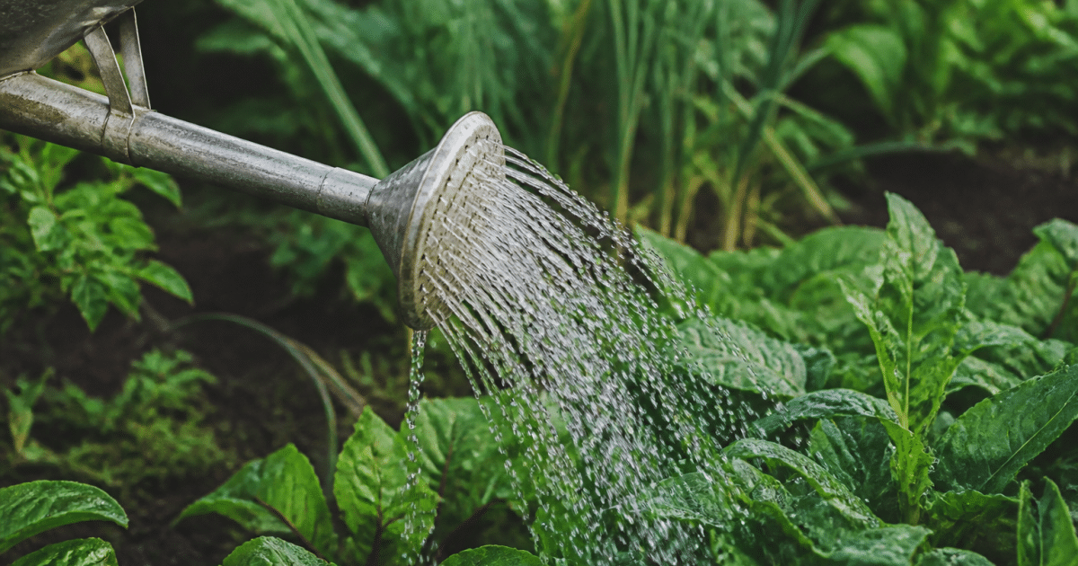 Arrosoir verse eau sur plantes vertes du jardin potager