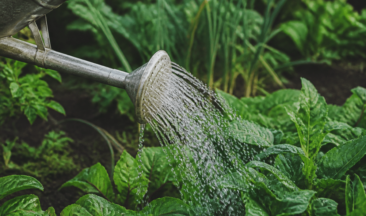 Arrosoir verse eau sur plantes vertes du jardin potager