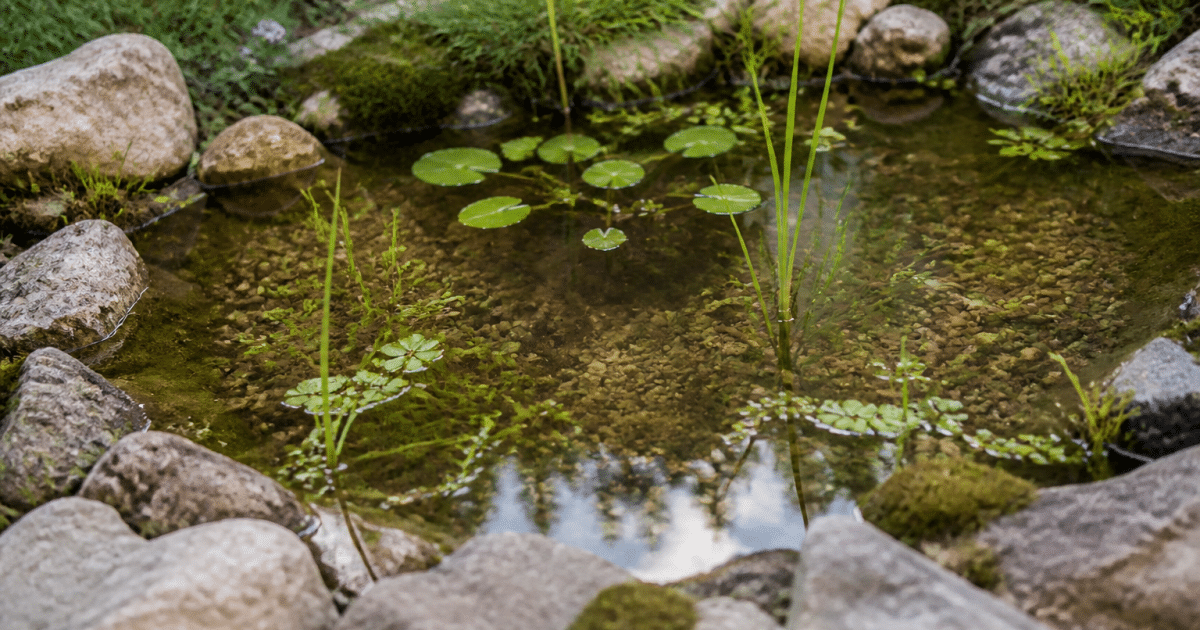 Bassin d'eau peu profond entouré de pierres et plantes aquatiques