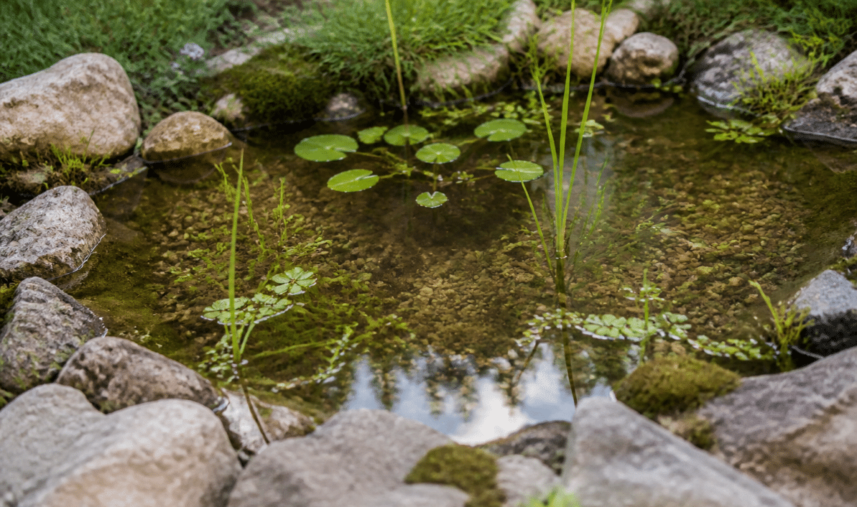 Bassin d'eau peu profond entouré de pierres et plantes aquatiques