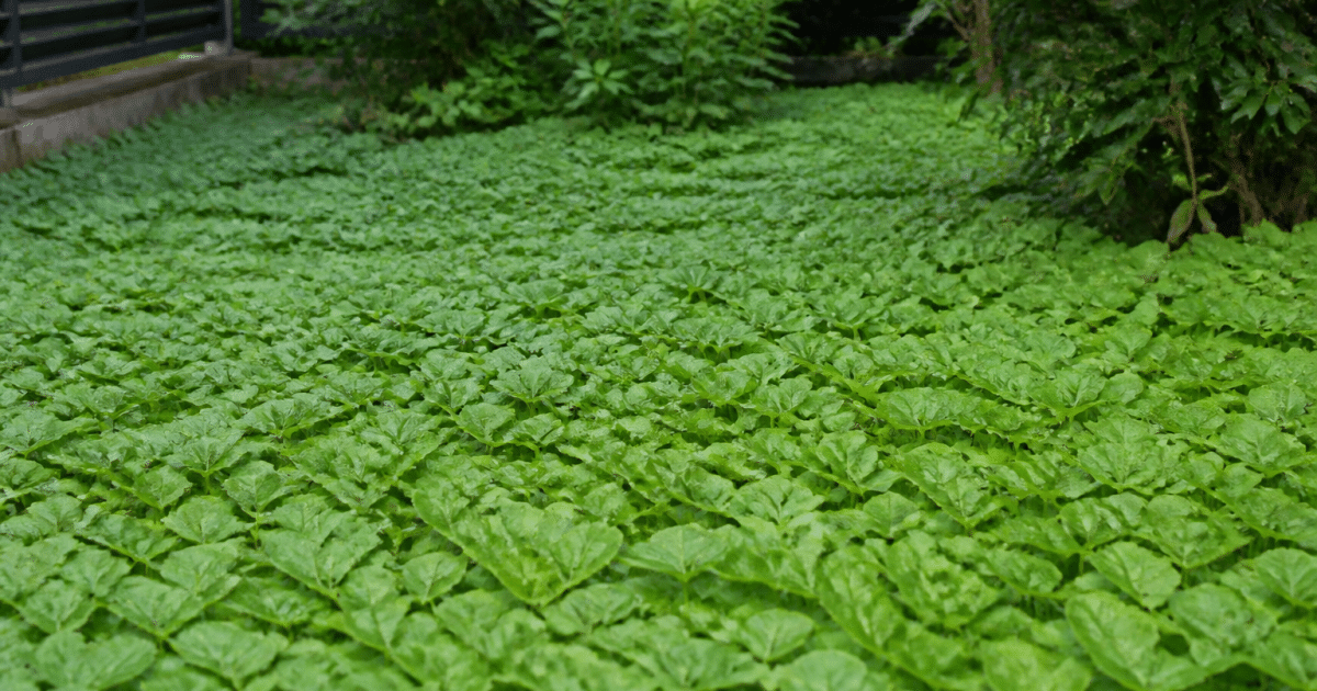 Plantes basses recouvrant entierement le sol du jardin