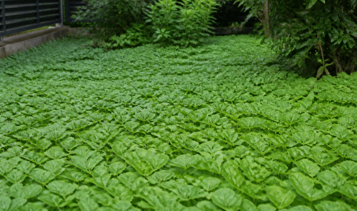 Plantes basses recouvrant entierement le sol du jardin