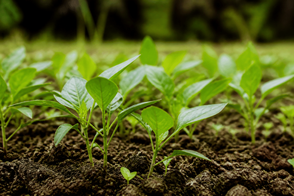 Jeunes plants verts poussant rapidement dans terre fertile