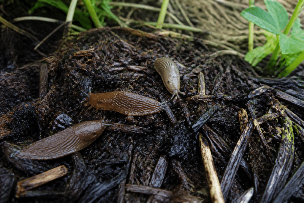 Limaces sur paillis humide brun fonce jardin potager
