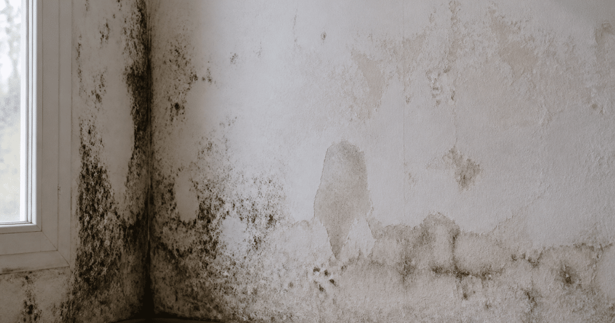 Mur interieur degrade avec taches humidite et traces moisi