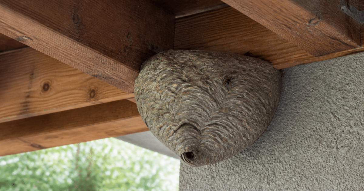 Nid de guepes accroche sous charpente bois maison