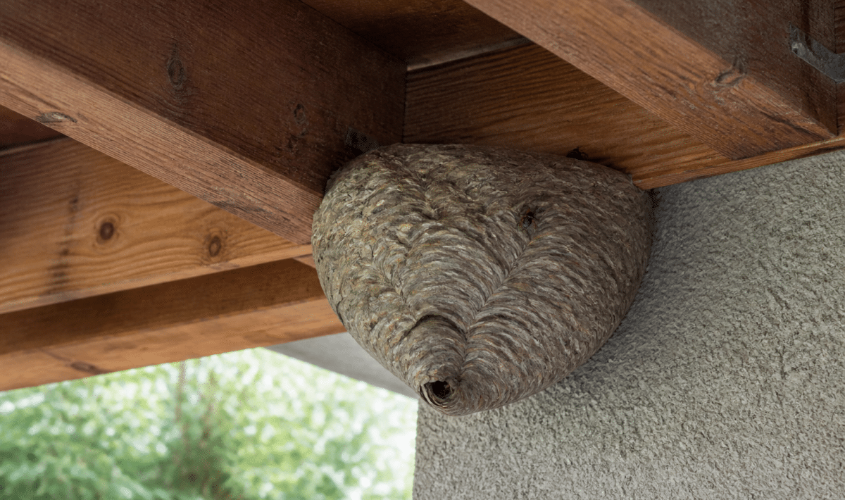 Nid de guepes accroche sous charpente bois maison