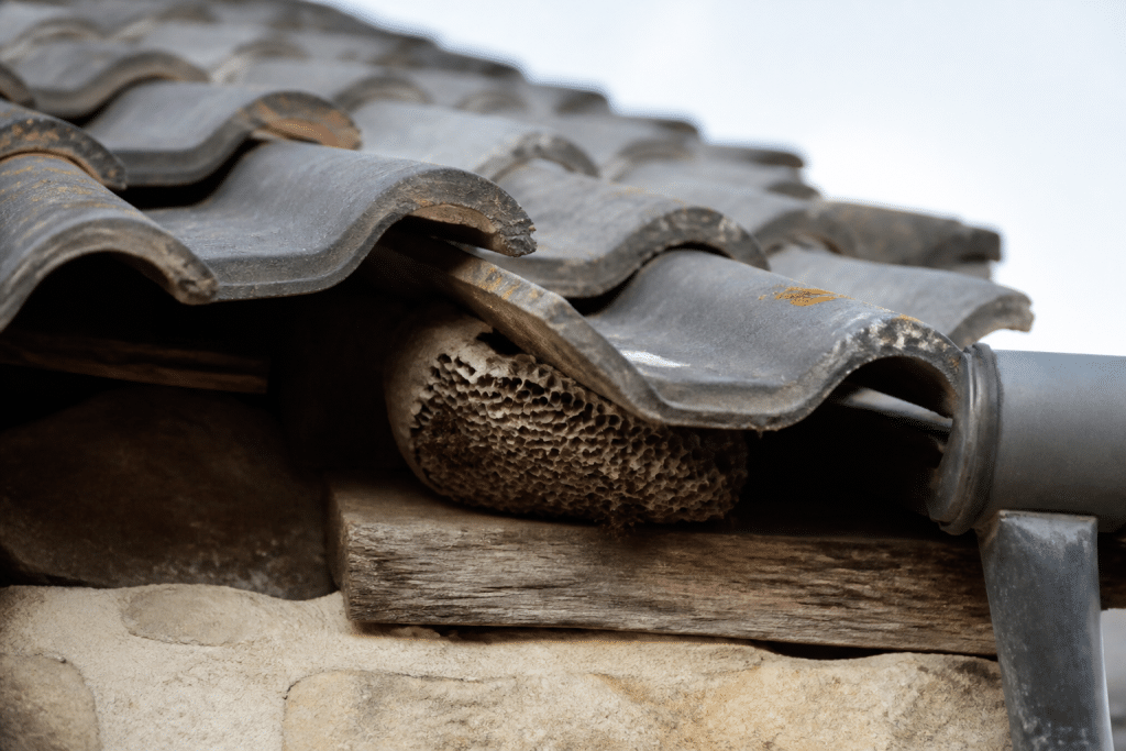 Nid de guêpes construit sous tuiles de toiture grise