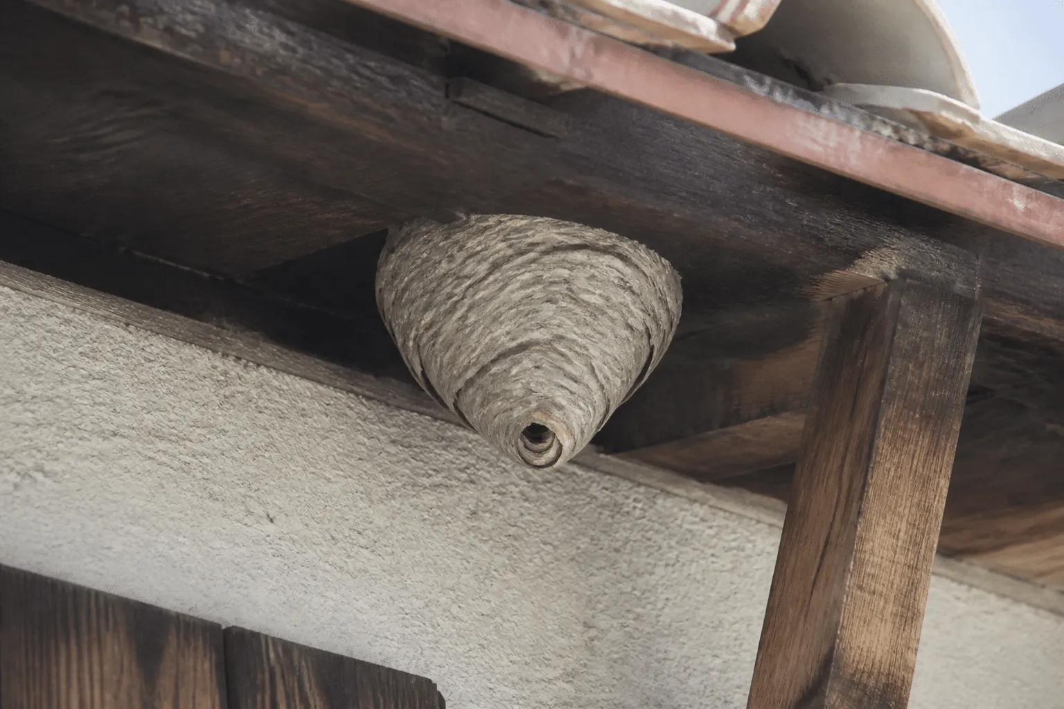 Nid de guepes gris fixe sous corniche bois maison