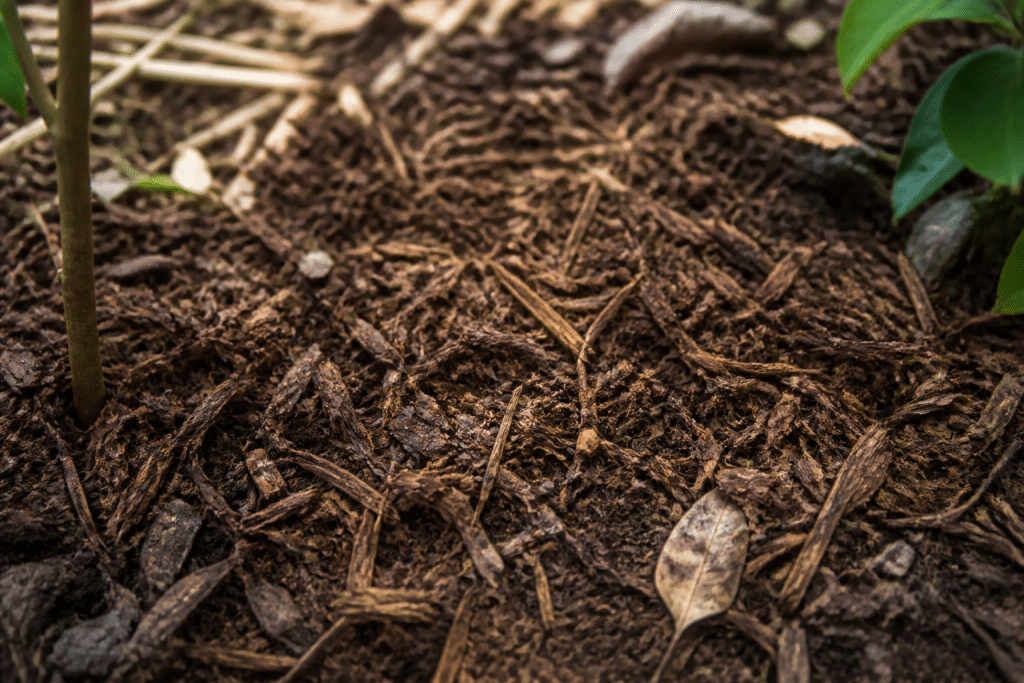 Paillage brun se décomposant progressivement sur sol de jardin