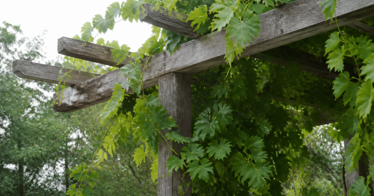 Vignes vertes s'enroulant densement autour structure bois pergola