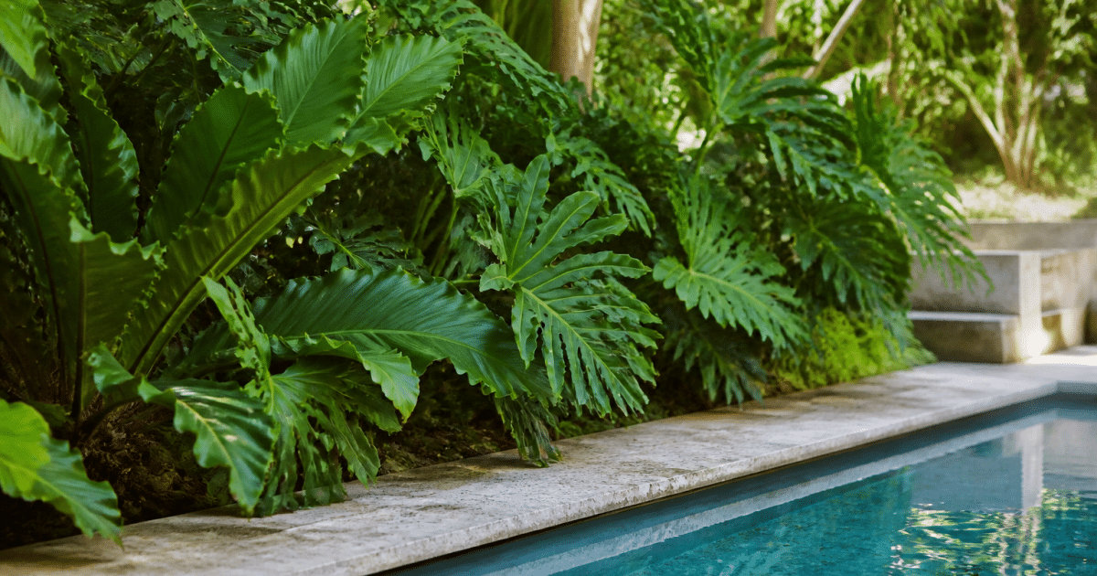 Plantes vertes luxuriantes disposees au bord d'une piscine