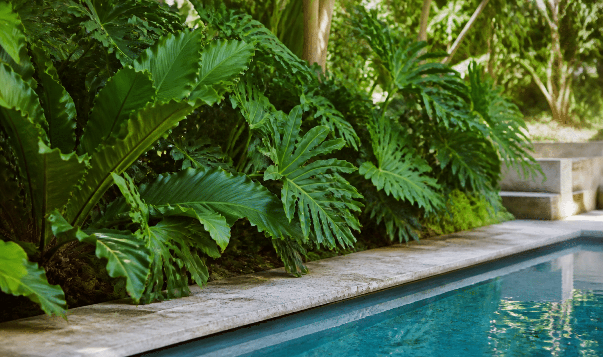 Plantes vertes luxuriantes disposees au bord d'une piscine