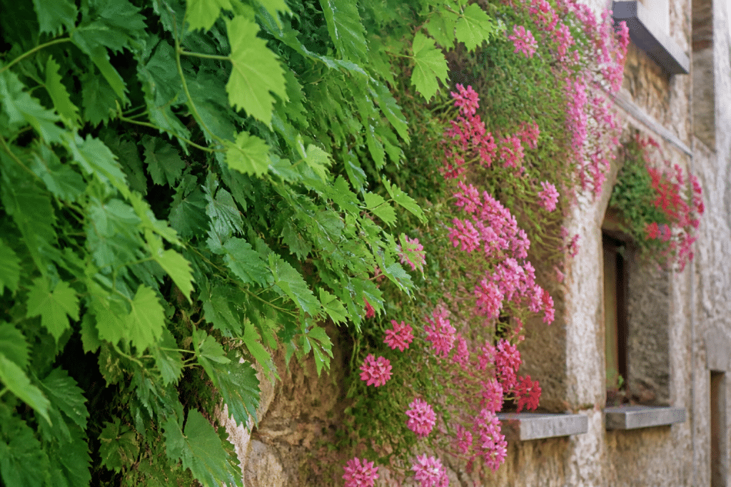 Vignes vertes et fleurs colorées couvrant mur ensoleillé