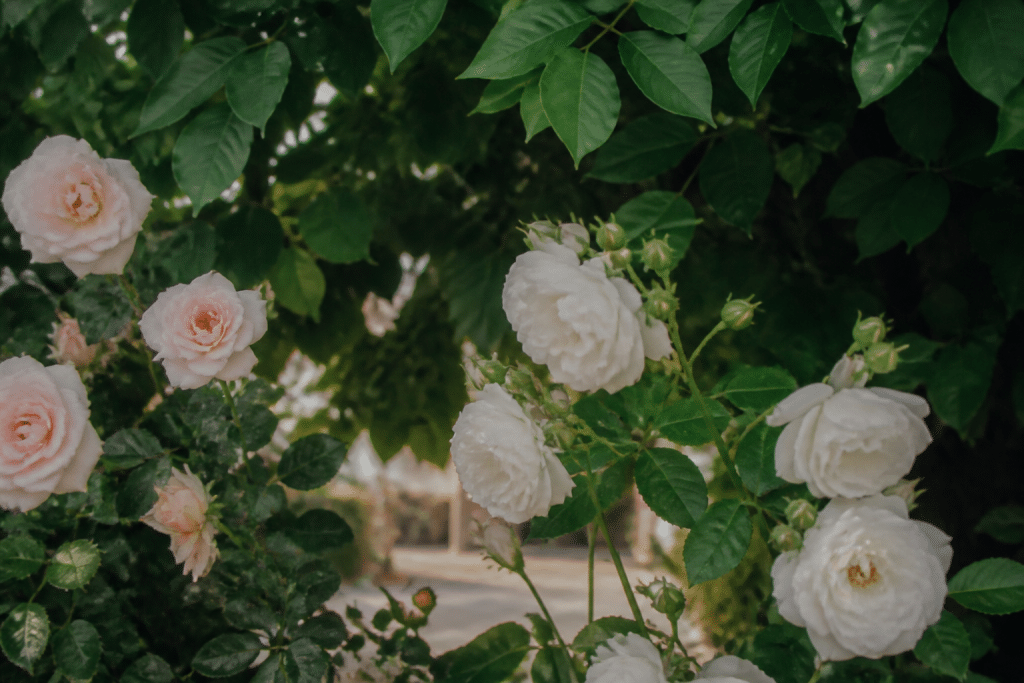 Fleurs blanches et roses s'épanouissant sous feuillage vert ombre
