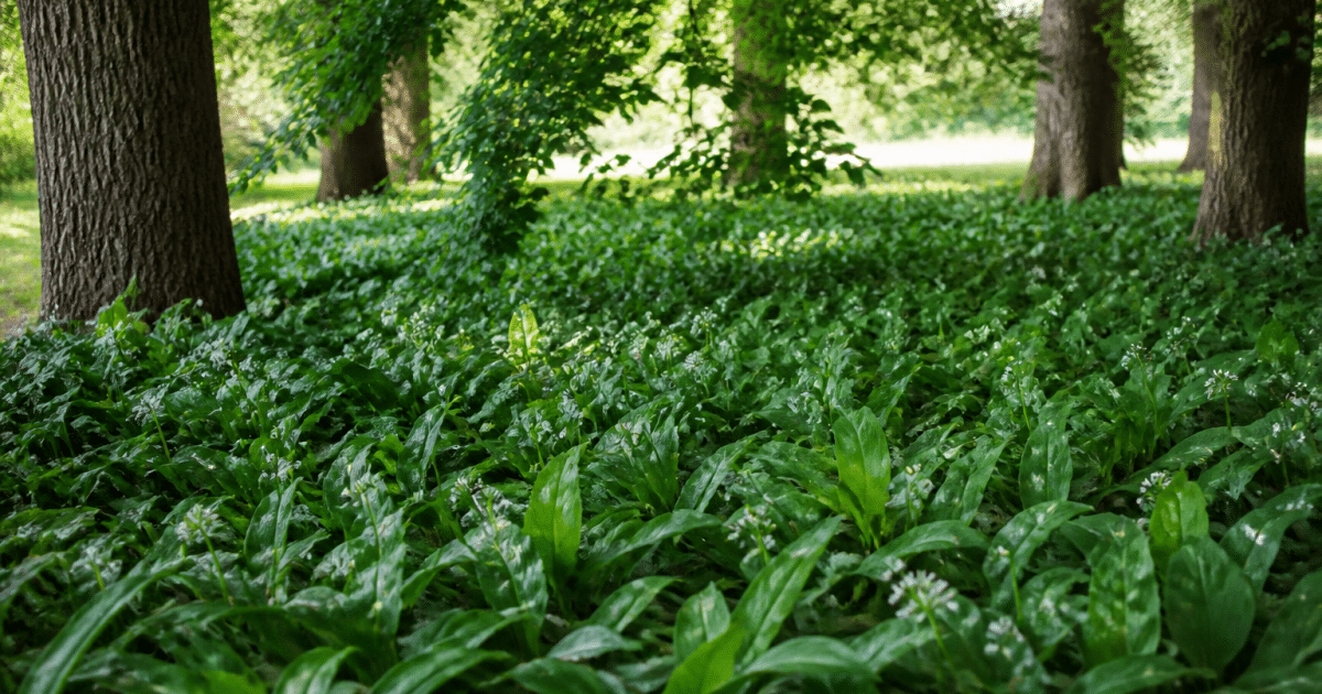 Feuillage dense et verdoyant croissant sous arbres ombrages