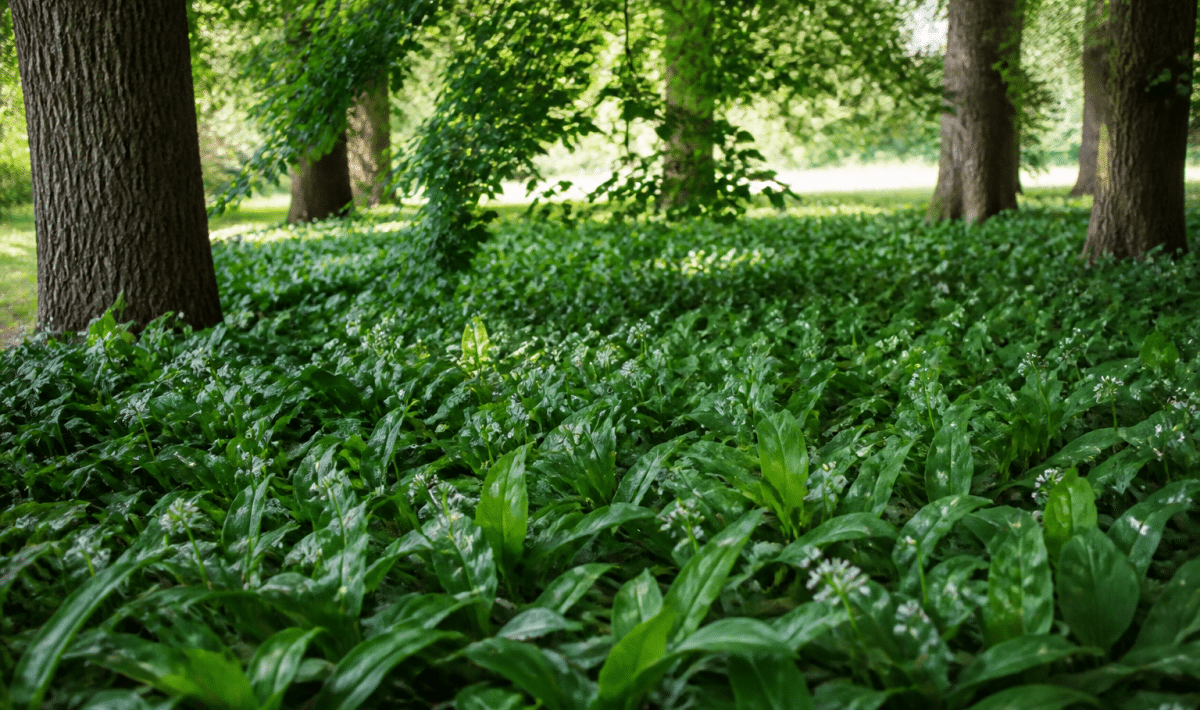 Feuillage dense et verdoyant croissant sous arbres ombrages