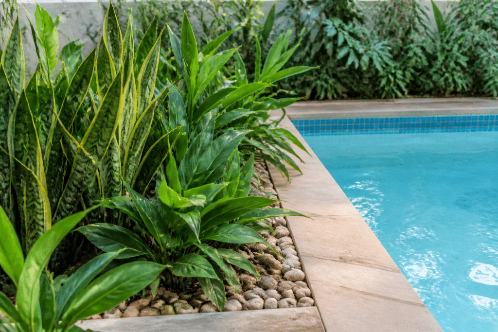Plantes vertes resistantes au chlore pres piscine bleue