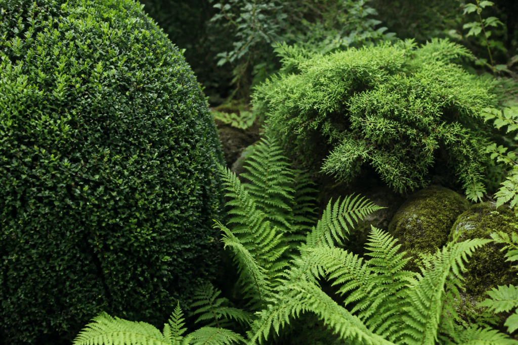 Buis taillé, genévrier nain et fougères vertes en jardin