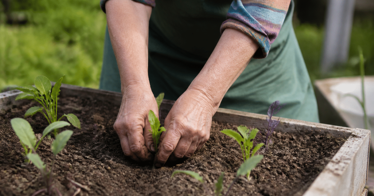 Mains plantant des legumes dans carres de terre sureleves