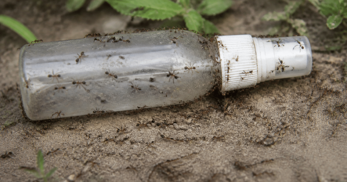 Bouteille pulverisateur reposant sur sol terreux entouree de fourmis