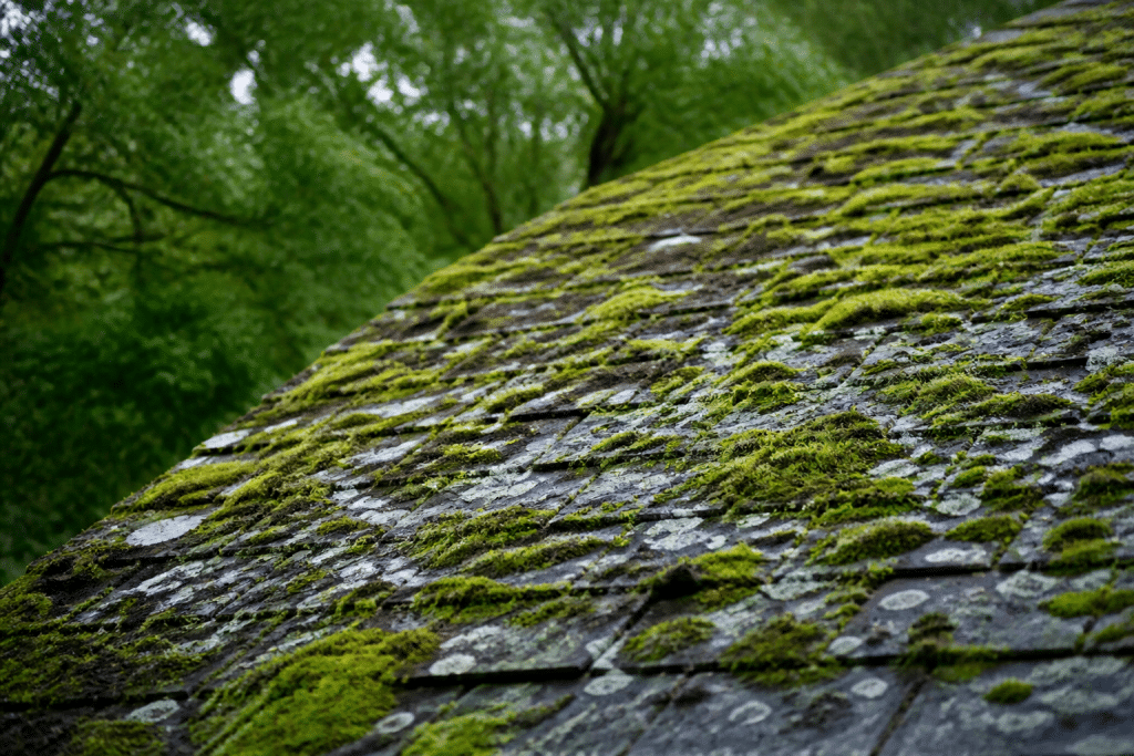 Toiture couverte mousse verte et lichen gris